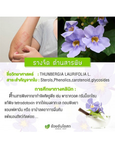 Herbal One Thunbergia Laurifolia 2